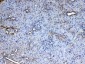 Anti-CD151 Picoband Antibody